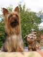 /album/australsky-silky-terier/australsky-silky-terier-eymy-silky-fancy2-1-jpg/